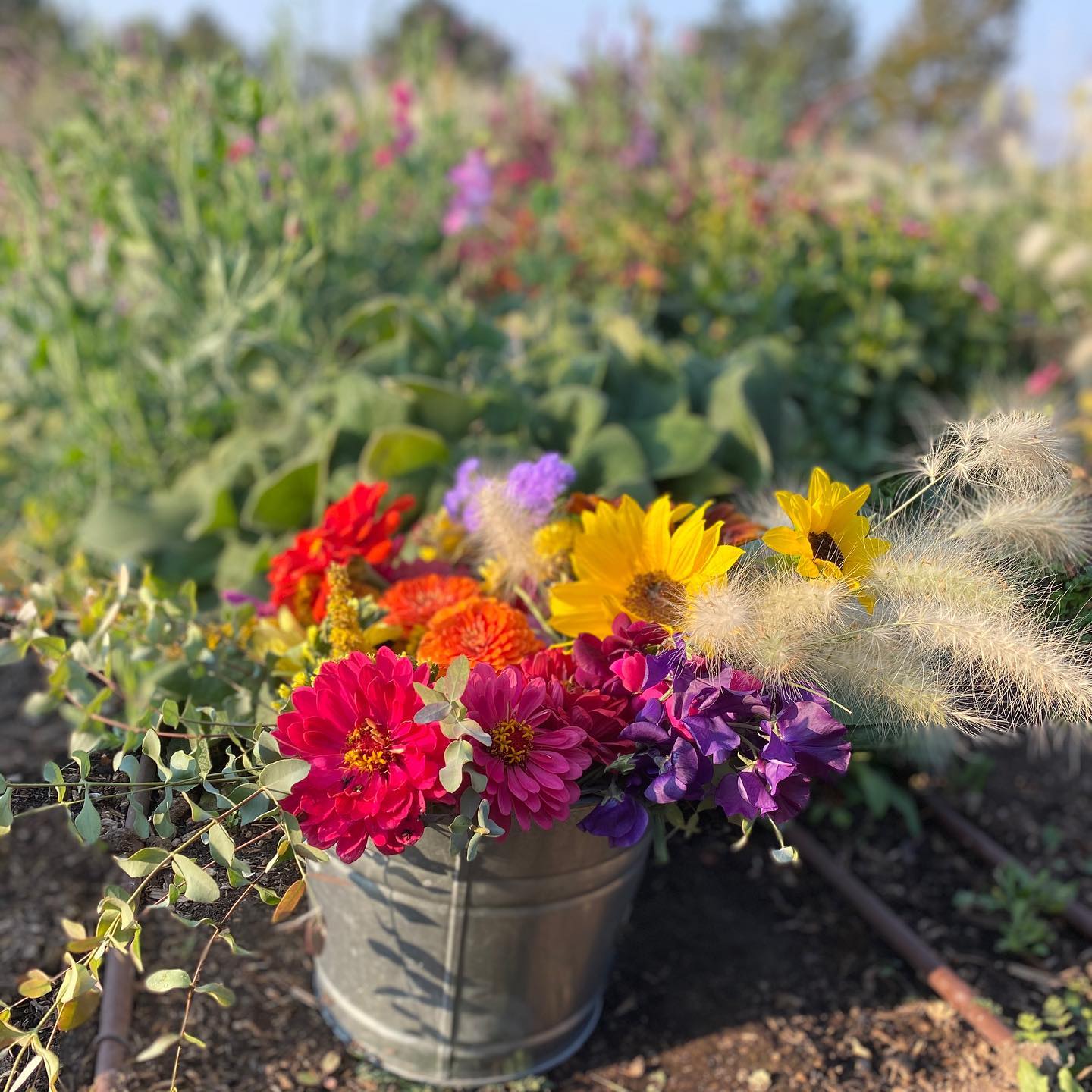 出售切花和插花