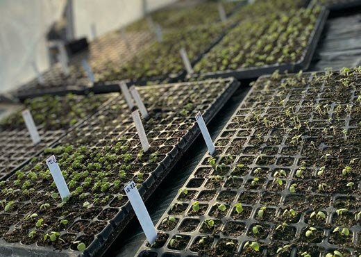 功绩花园- 2020年成就