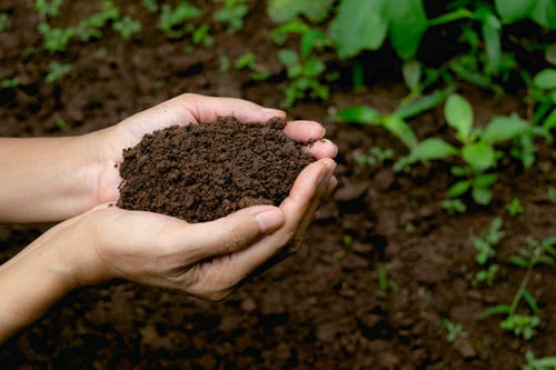用绿色废物喂养土壤