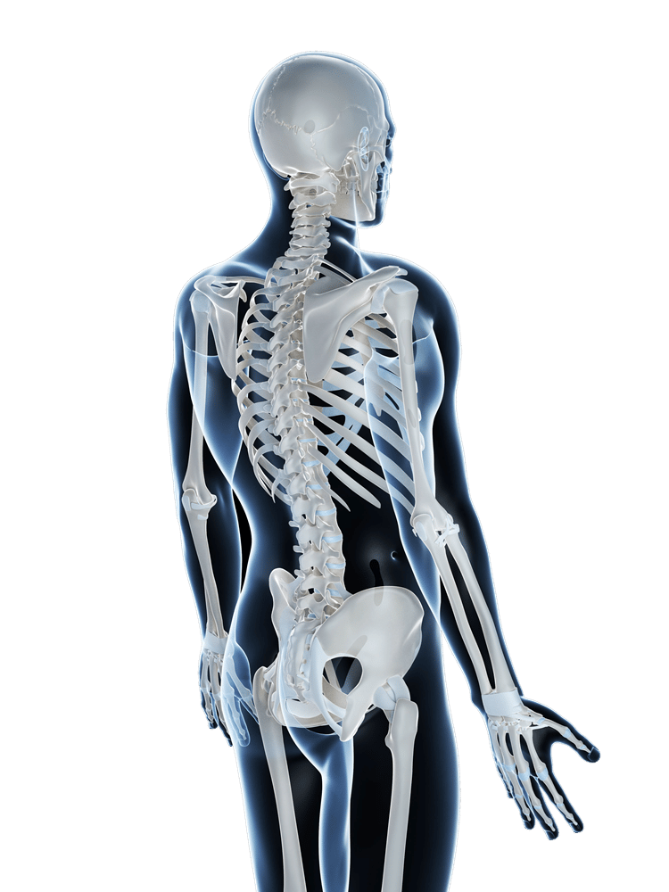 骨骼-骨活检系统